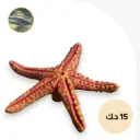 نجمة البحر 